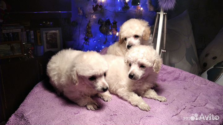 Щенки той пуделя