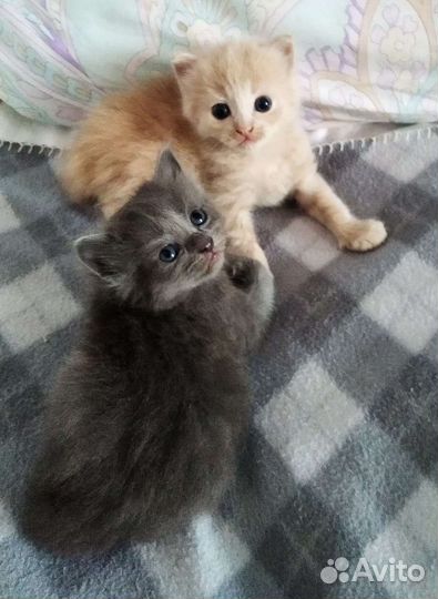 Кошка в дар