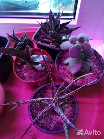 Суккуленты