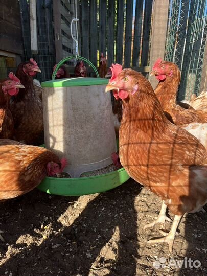 Куры несушки ломан браун