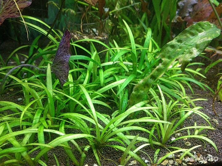 Растения из своего аквариума
