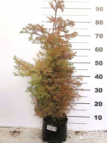 Туя набор 13