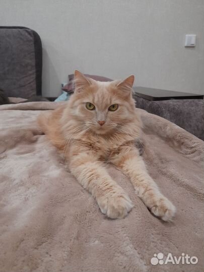 Отдам в добрые руки котиков