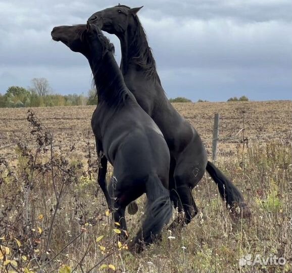 Испанский (андалузский) жеребец случка