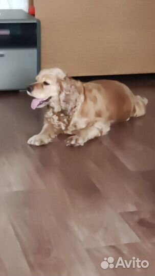 Кокер спаниель