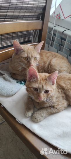 Кот курильский бобтейл