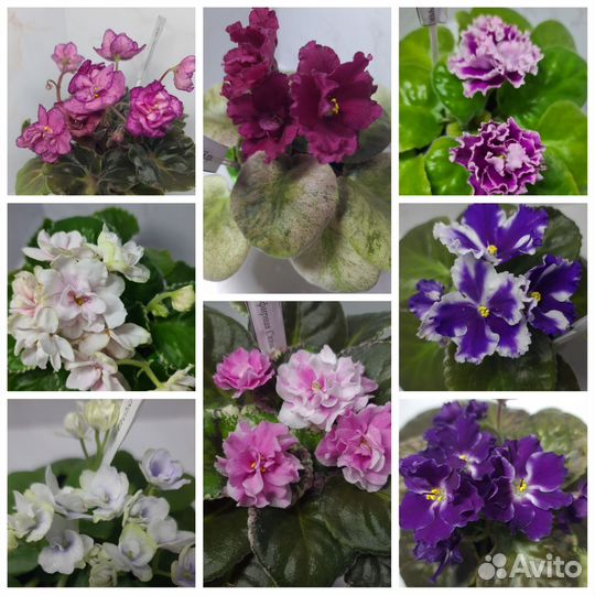 Фиалка в горшках