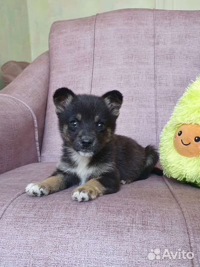 Малыш из приюта