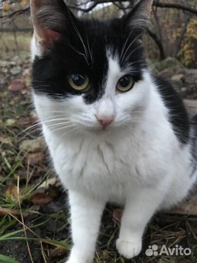 Кошка в дар бесплатно