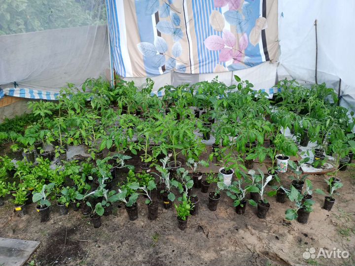 Рассада томатов и перцев