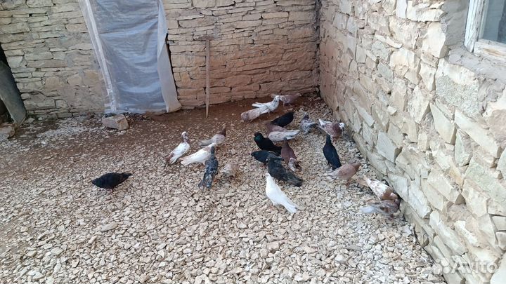 Бакинские бойные голуби