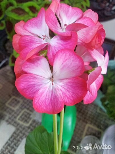 Пеларгонии сортовые