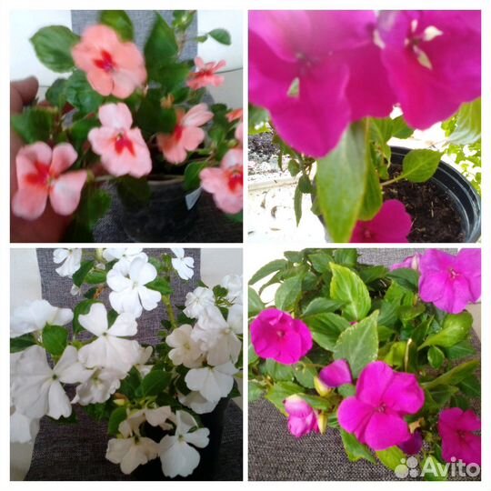 Хризантемы, Бальзамины,Строманта