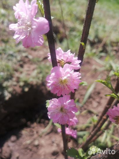 Сакура махровая 1-1,5метра