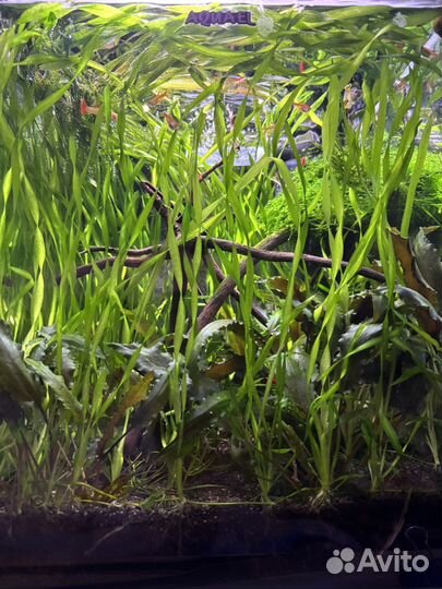 Валиснерия спиральная