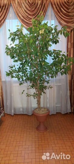 Фикус бенджамина