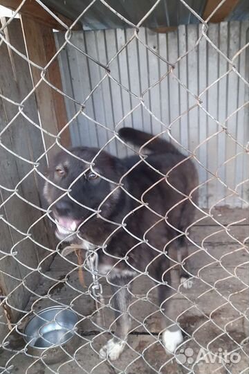 Собака в добрые руки отдам бесплатно