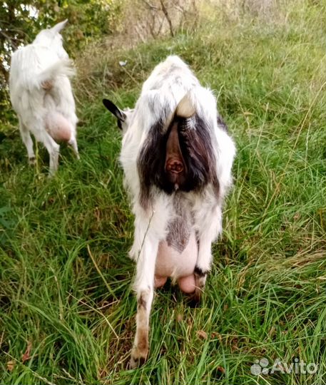 Коза дойная