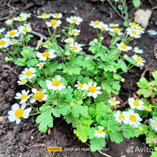 Саженцы многолетних цветов для сада