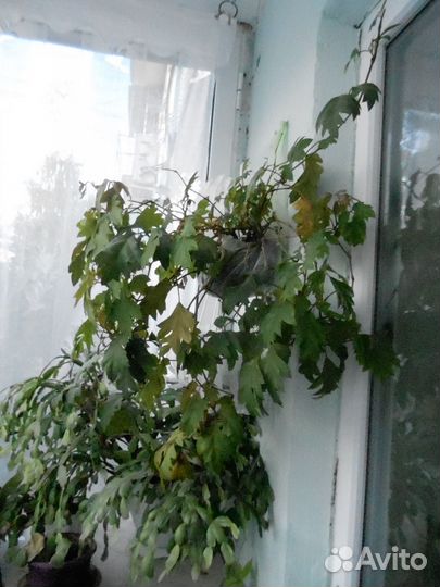 Корневища пеларгонии/герани, берёзки.Бегония.Обмен