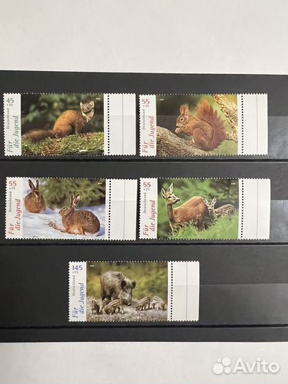 2006 г, Германия. Фауна