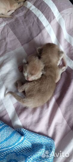 Бурманские котята