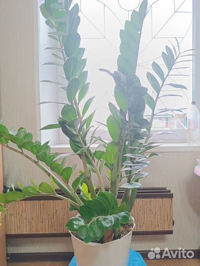 Замиокулькас