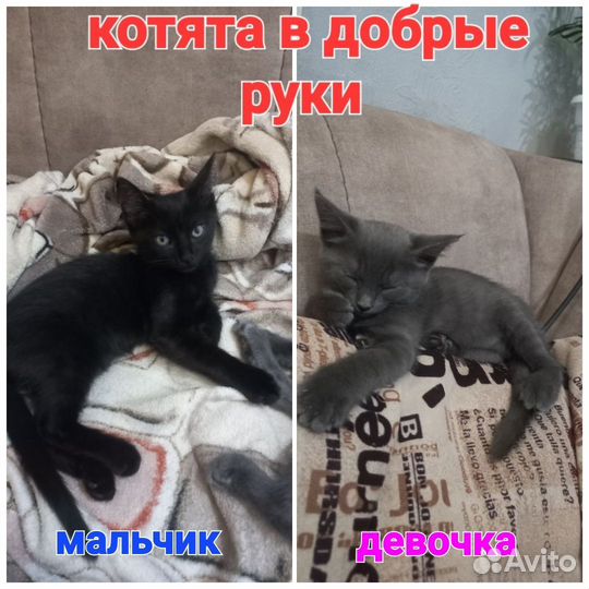 Кошки