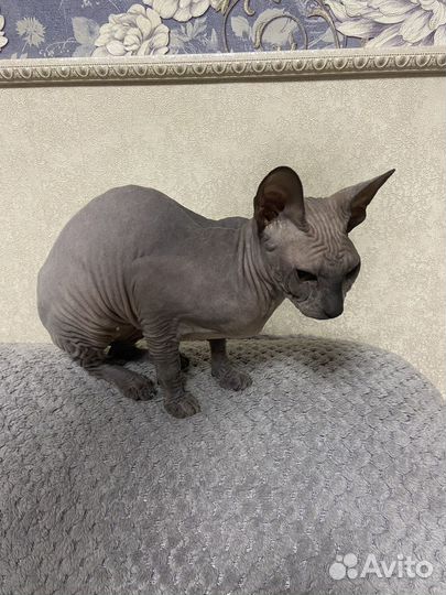 Донской сфинкс