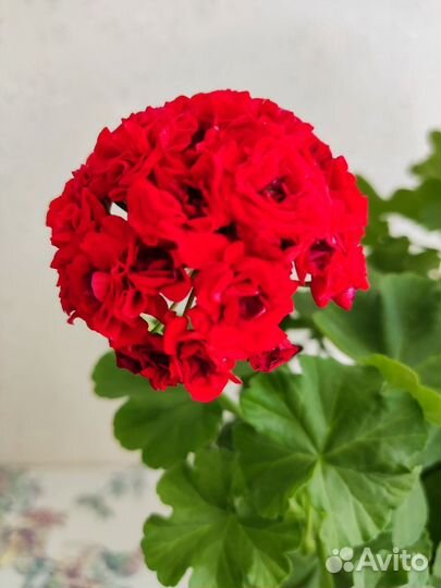 Герань пеларгония