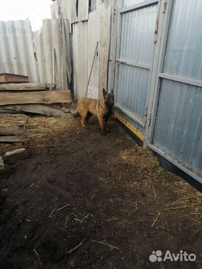 Бельгийская овчарка