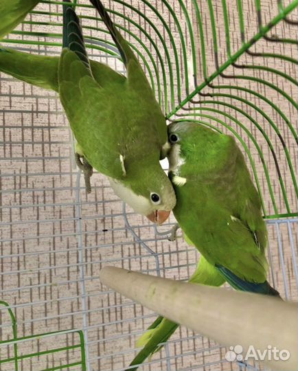 Попугаи (птенцы) в наличии и под заказ