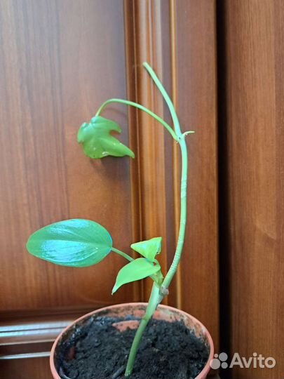 Филодендрон лучистый