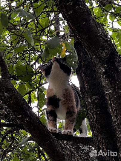 Трехцветный котенок в добрые руки