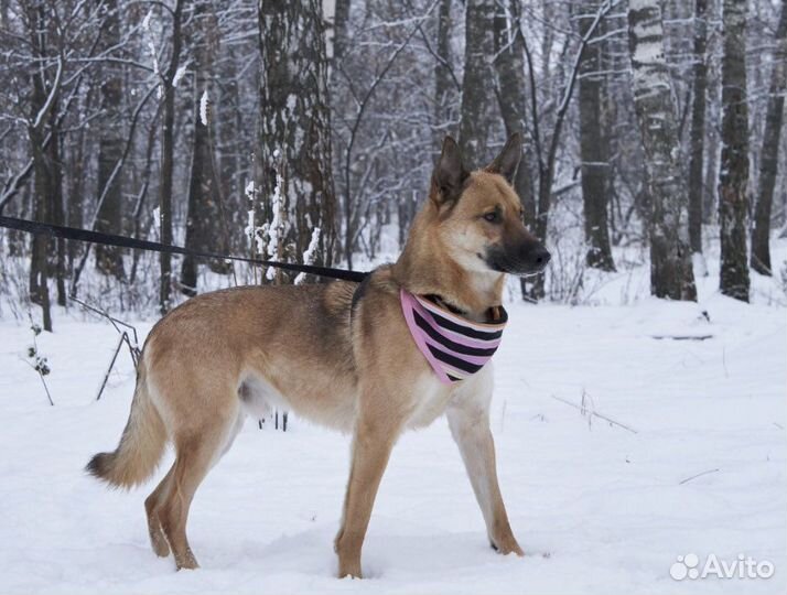Молодой ласковый Боня из приюта ищет семью