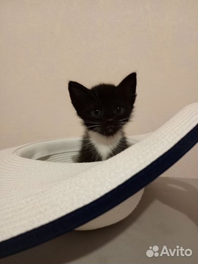 Котята в добрые руки бесплатно