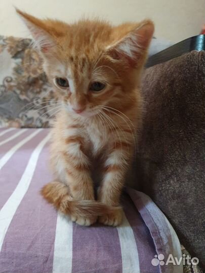 Отдам котенка