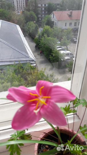 Кактусы взрослые и детки, амарилисы