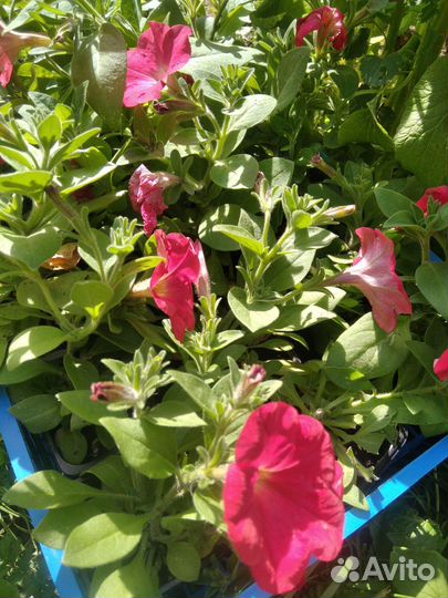 Петуния,бархатцы рассада