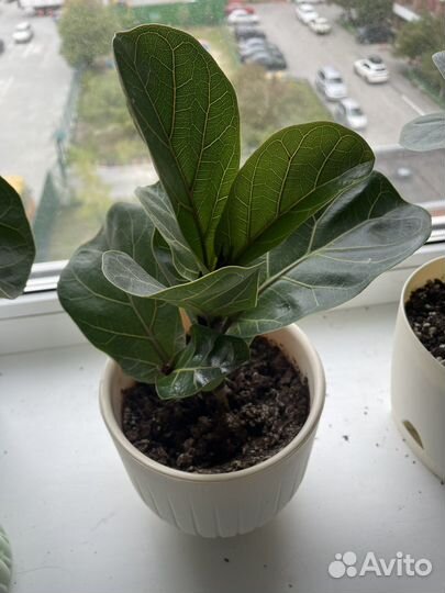 Фикус лирата бамбино