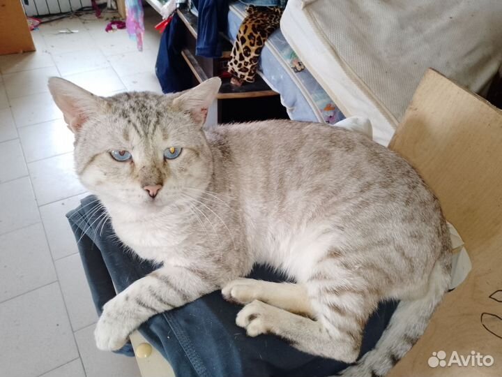 Бенгальские котята