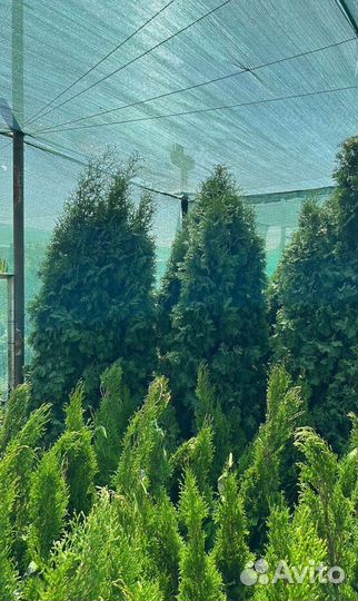 Туя Колумна