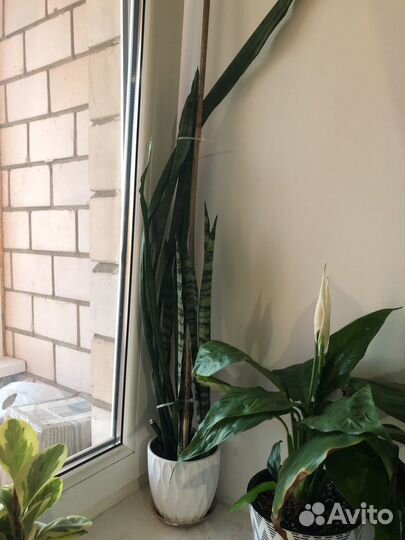 Сансевиерия