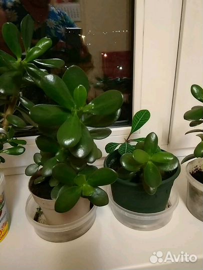 Толстянка или денежные деревья