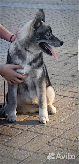 Хаски, щенок девочка, окрас агути