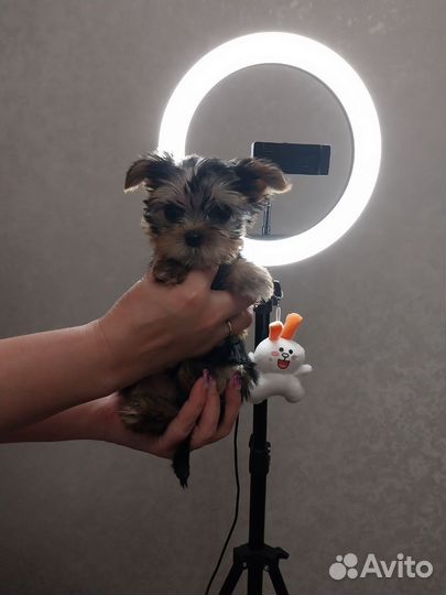 Щенки йорка мини