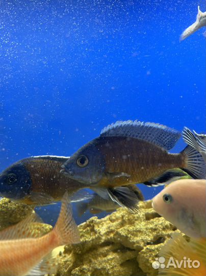 Рыба цихлида Каданго