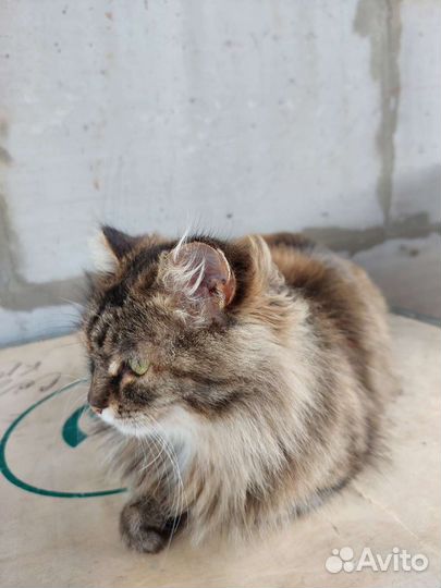 Кошка в добрые руки стерилизована. 3 года