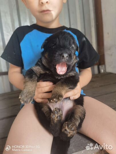 Щенки немецкой длинношерстной овчарки