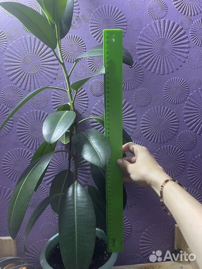 Фикус каучуконосный